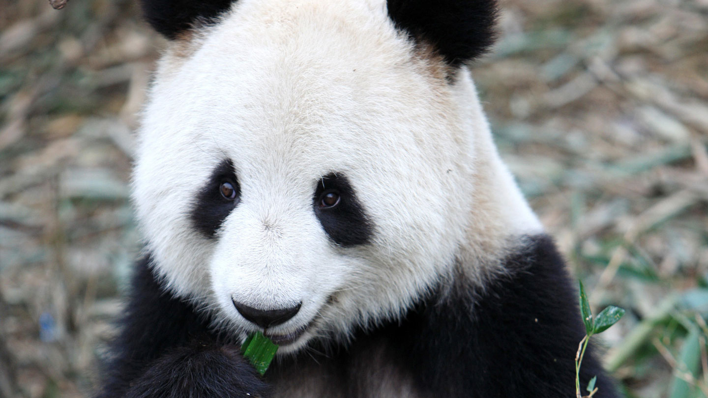 A giant panda chews bamboo.